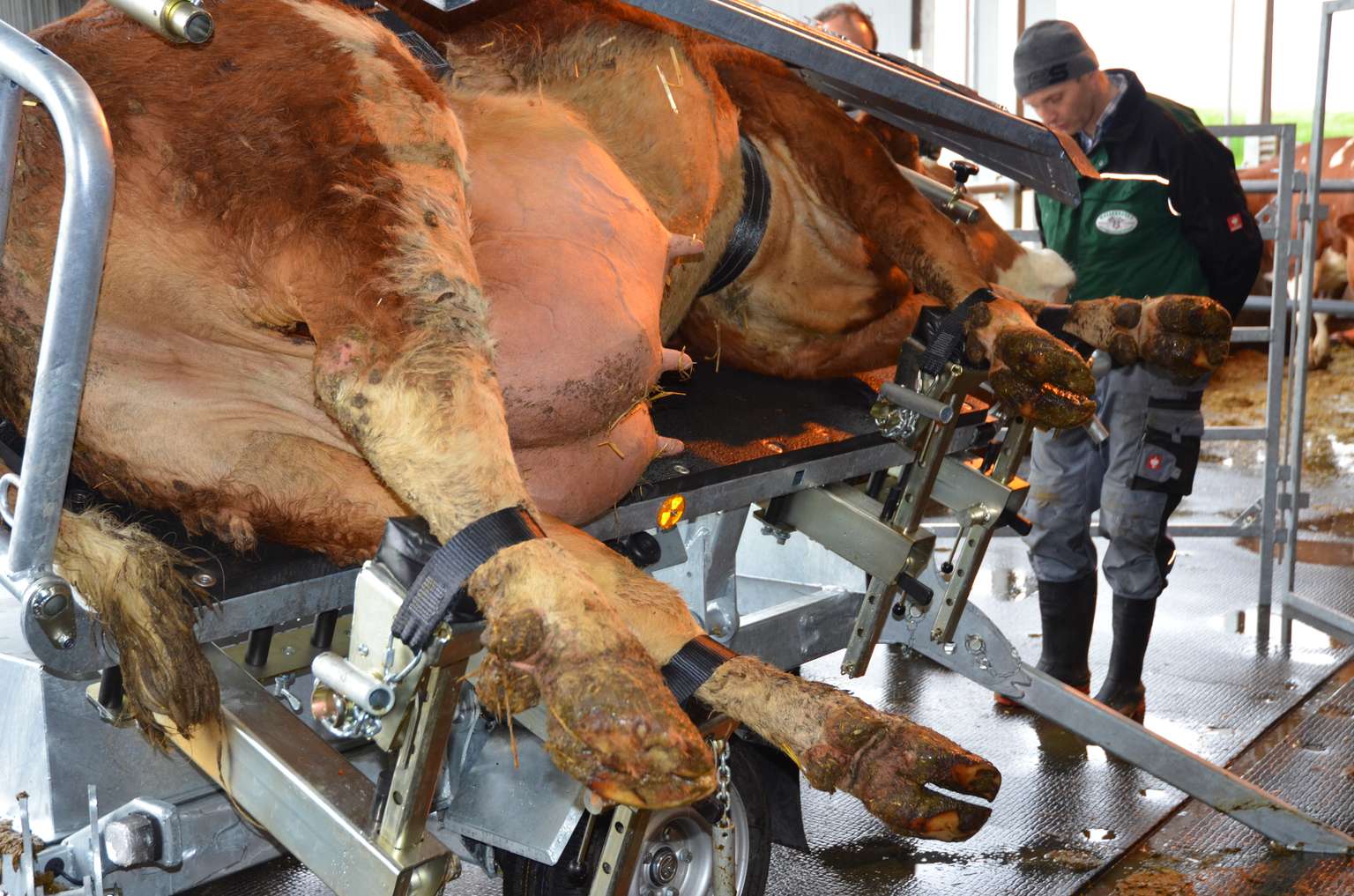 Cows in a hydraulic hoof trimming chute with a worker attending to their hooves in a barn setting.