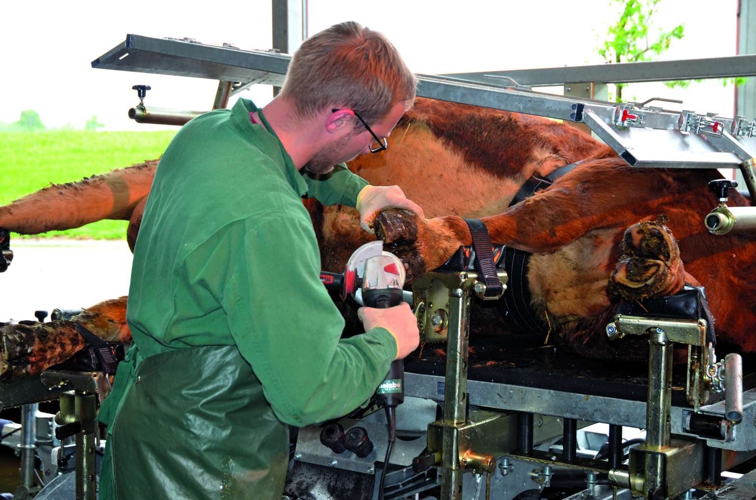 A farmer in a green coat trims a cow's hooves using an electric tool. The cow is secured on its side in a specialized hoof care machine.