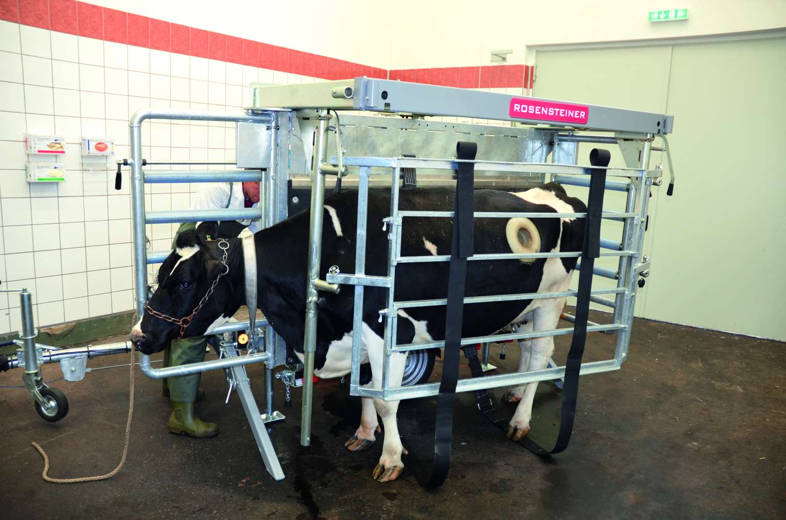 A cow is secured in a metal hoof trimming chute inside a tiled room, attended by a person in boots, with safety straps and equipment visible.