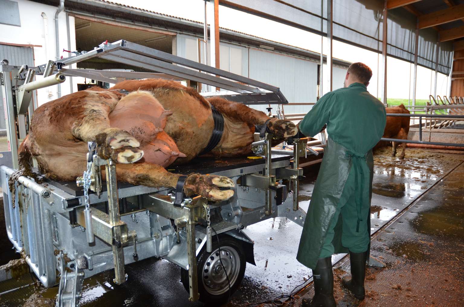 A person in green attire trims a cow's hooves on a metal table in a barn. The cow is secured and lying on its side.