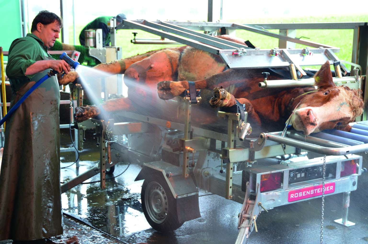 A person wearing waterproof gear hoses down a cow secured in a metal hoof trimming chute inside a barn.