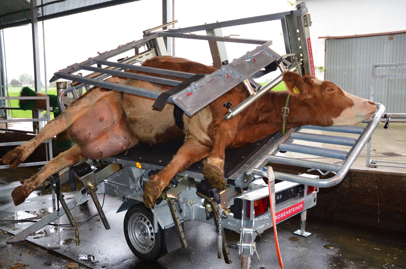 A cow is secured on its side in a hoof trimming chute, surrounded by metal bars, inside a barn with various equipment visible.