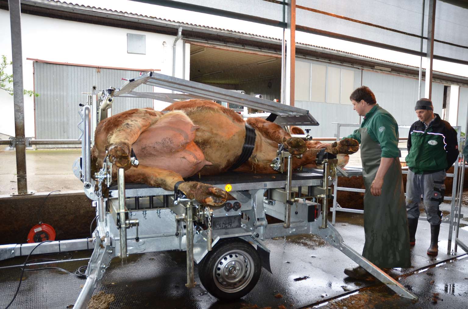 A cow is secured on a tilting table for hoof care, surrounded by two workers in a barn setting.