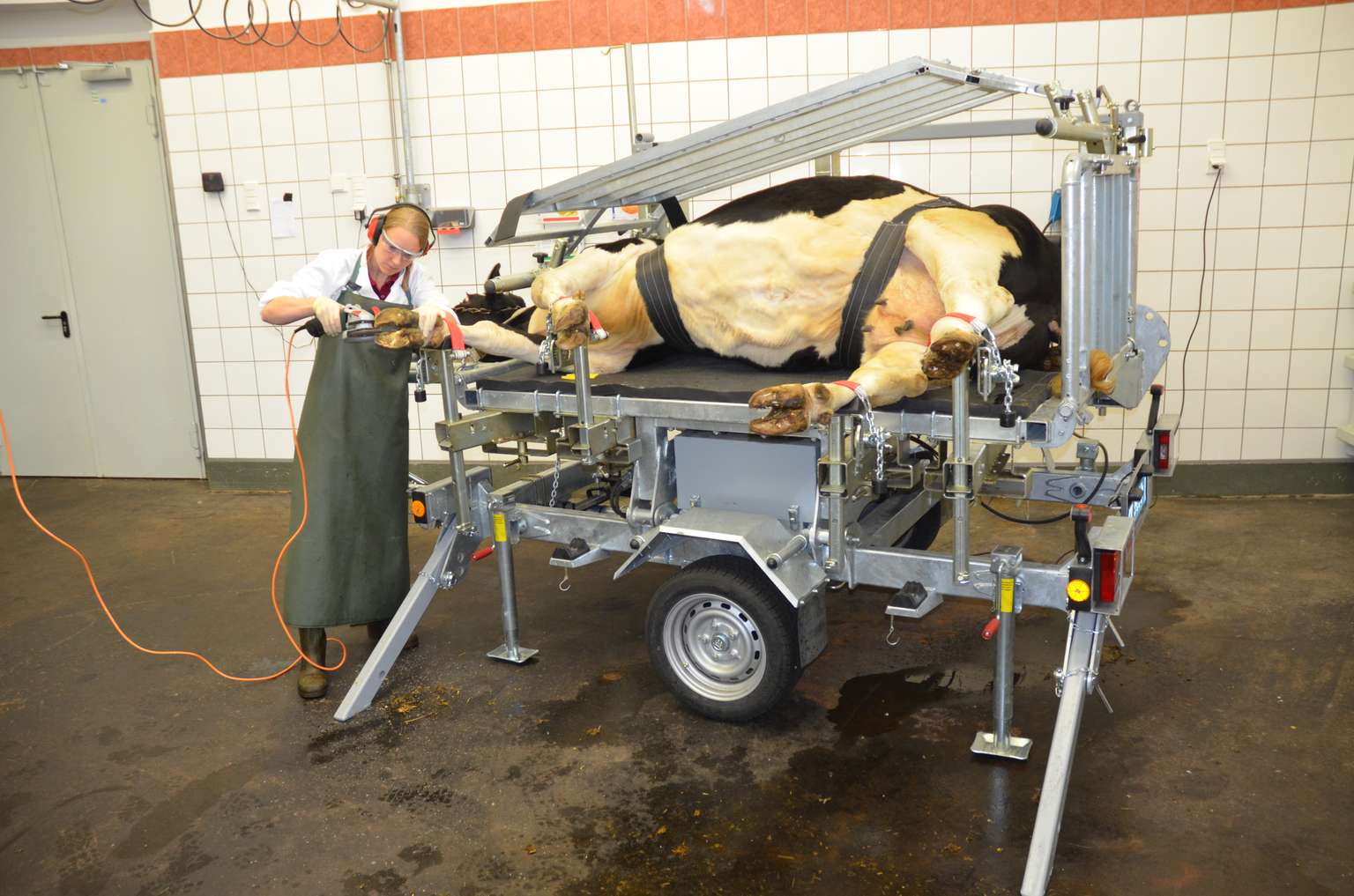 A veterinarian trims a cow's hooves using a specialized machine in a tiled clinic. The cow is safely restrained on a hydraulic table.