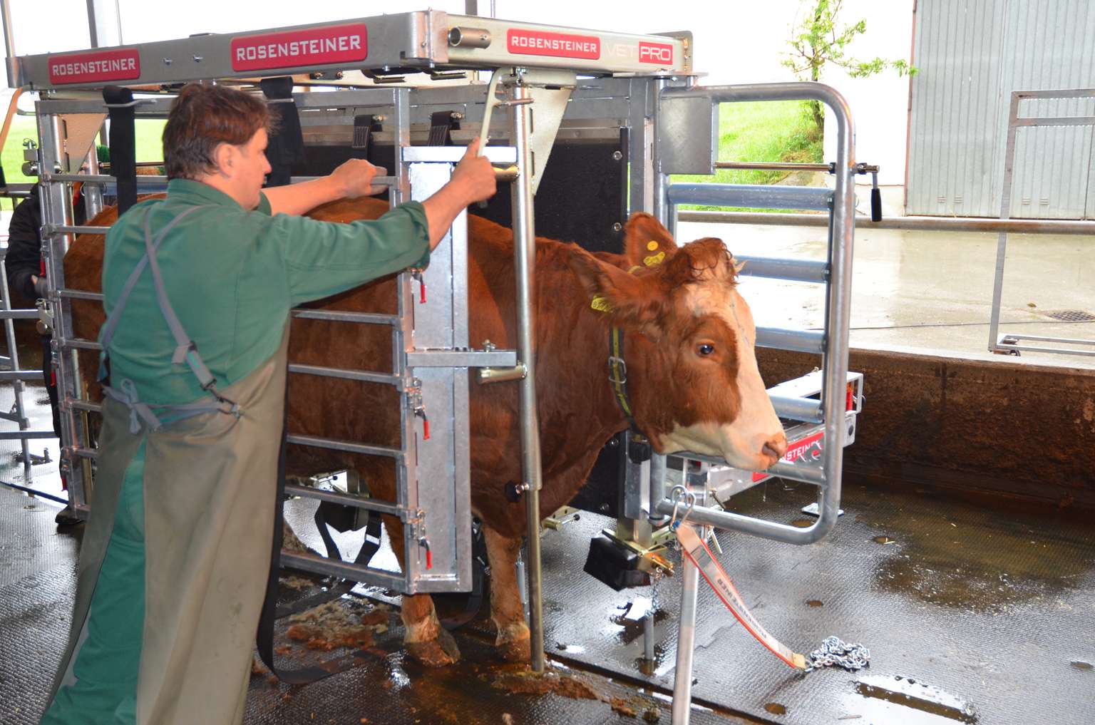 A farmer assists a cow in a metal cattle chute within a barn environment, ensuring safety and control for the animal during handling.