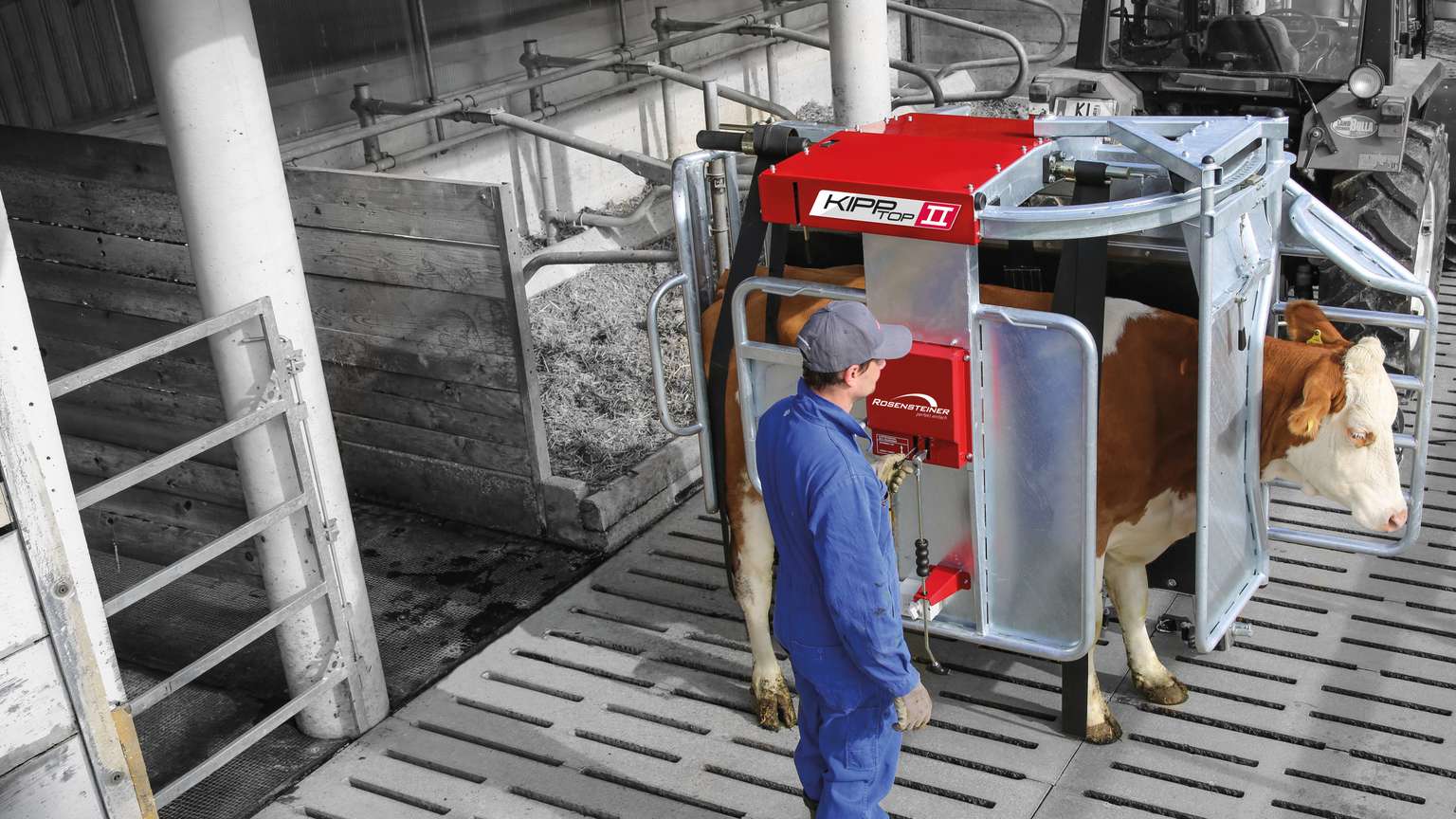 A cow stands in a metal restraining device with a person in blue coveralls and cap observing, inside a barn-like facility.