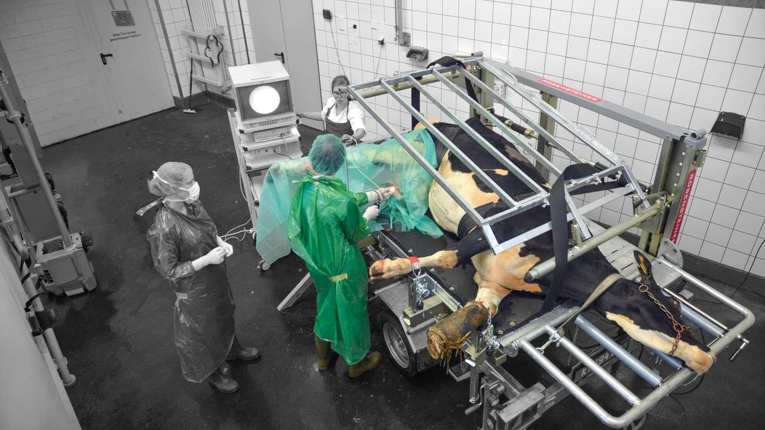 A veterinary team in protective gear performs surgery on a horse secured in a specialized operating table in a sterile room.