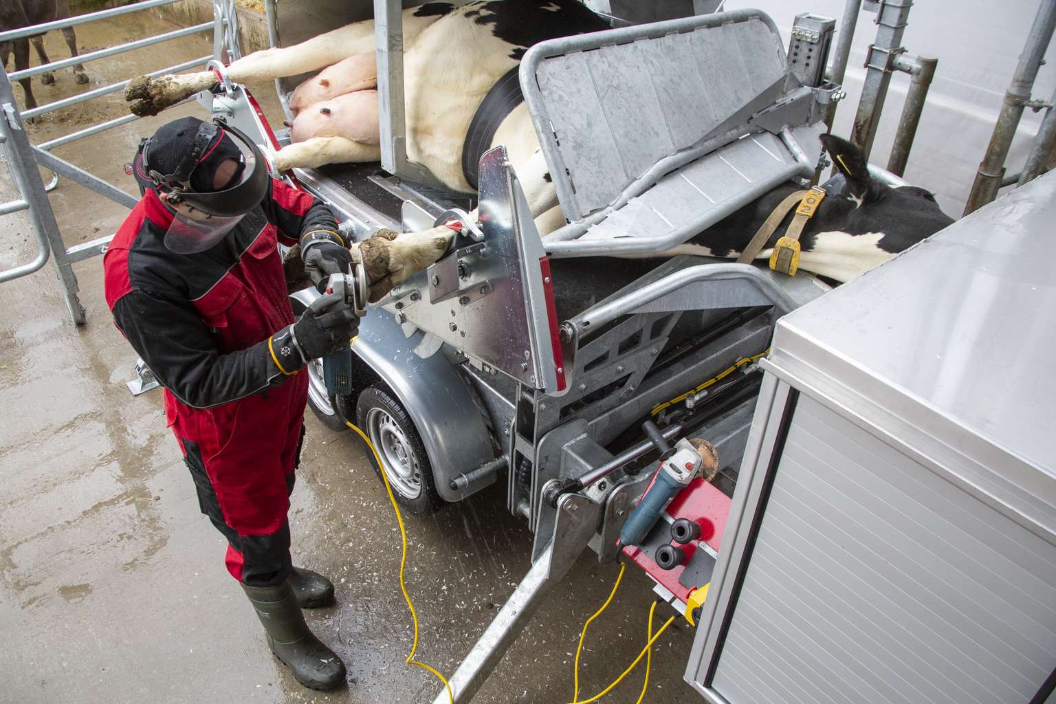 A person in protective gear trims a cow's hoof using specialized equipment in a farm setting.