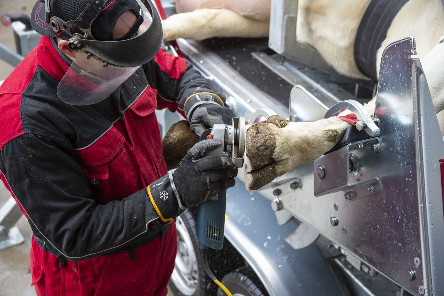 Person in protective gear trimming a cow's hoof using an electric tool, with the cow secured in a metal restraining device.