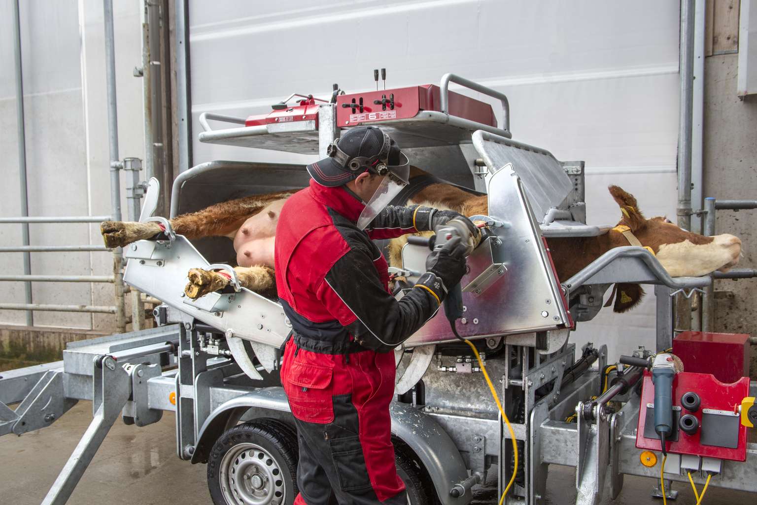 A person in protective gear trims a cow's hoof using a specialized hoof trimming chute and equipment in a barn setting.