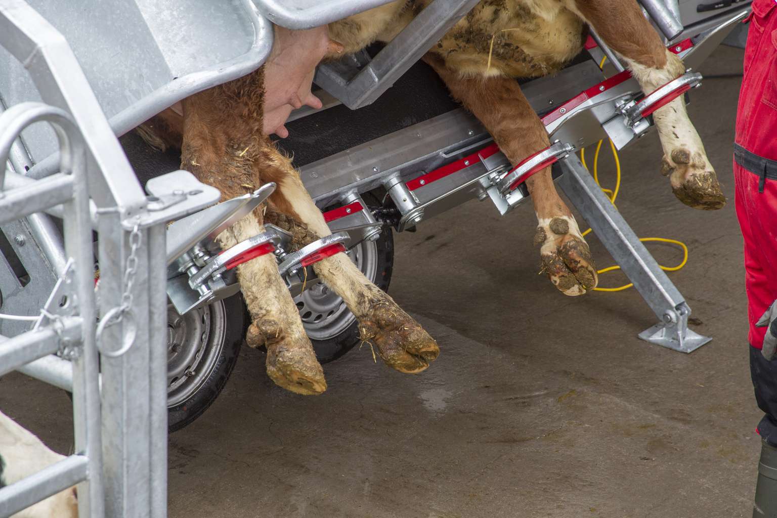 Cow legs secured in a metal hoof trimming chute, preparing for hoof care with a person in red clothing nearby.