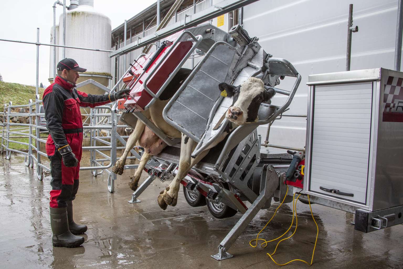 A farmer in red overalls operates a hoof-trimming chute for a cow, tilting it on its side on a farm with a metal barn in the background.
