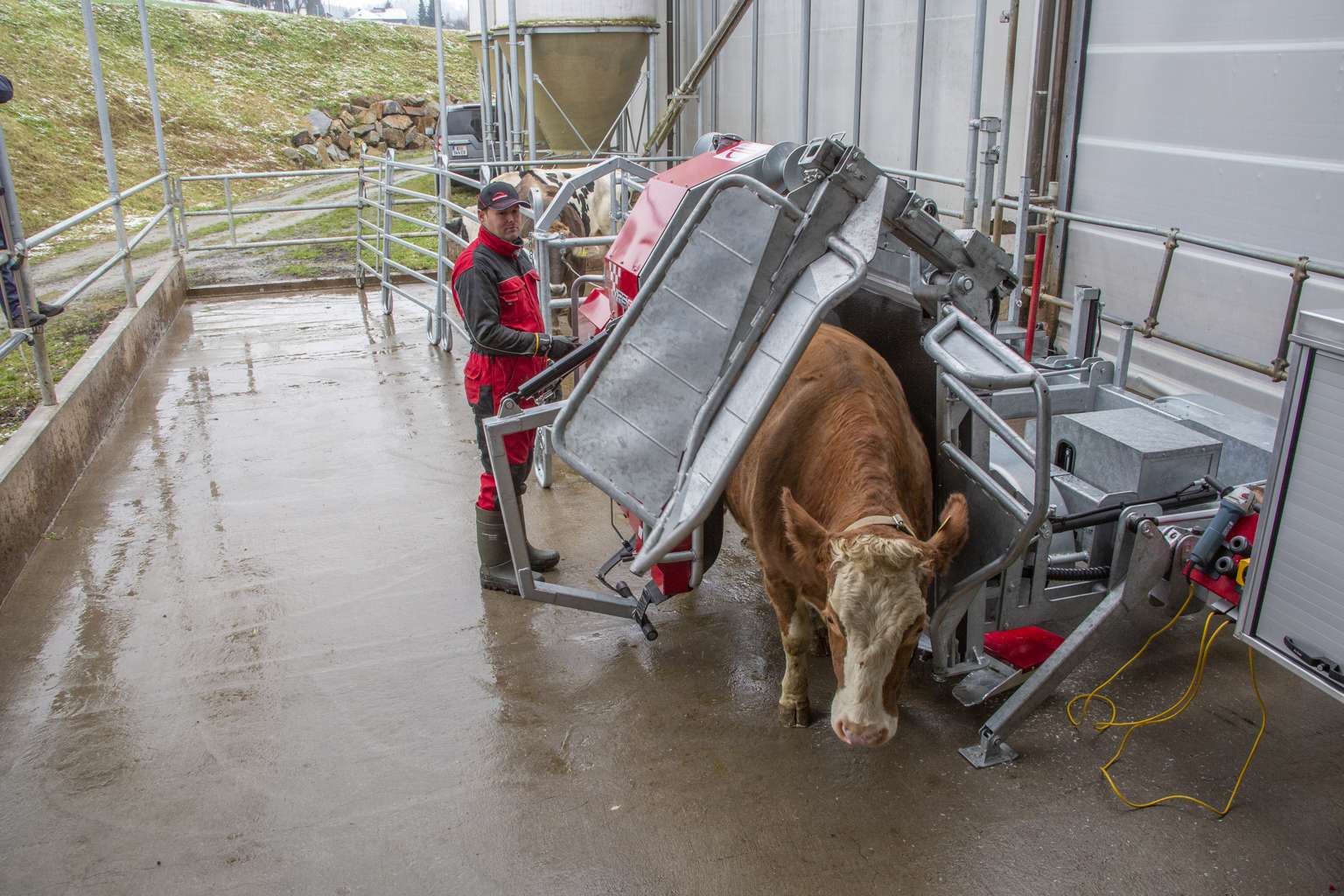 Person in red overalls operates a milking machine with a brown and white cow in a barn-like setting.