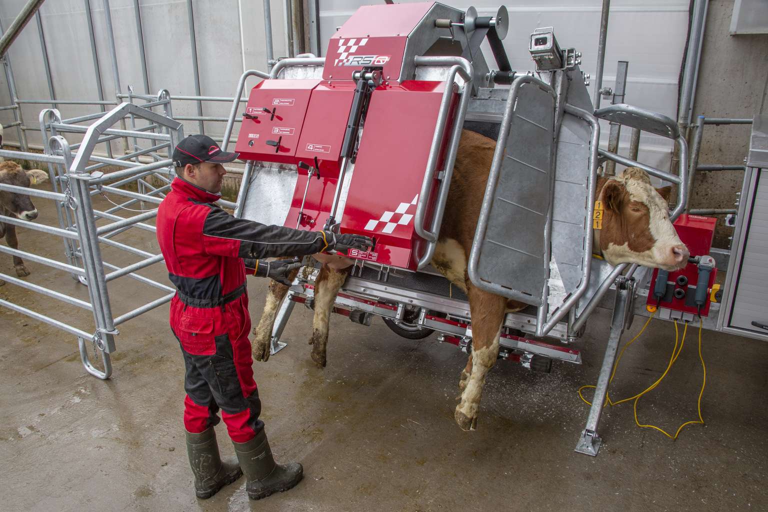 A worker in red overalls operates a red cow hoof trimming machine with a brown and white cow positioned inside it in a barn.
