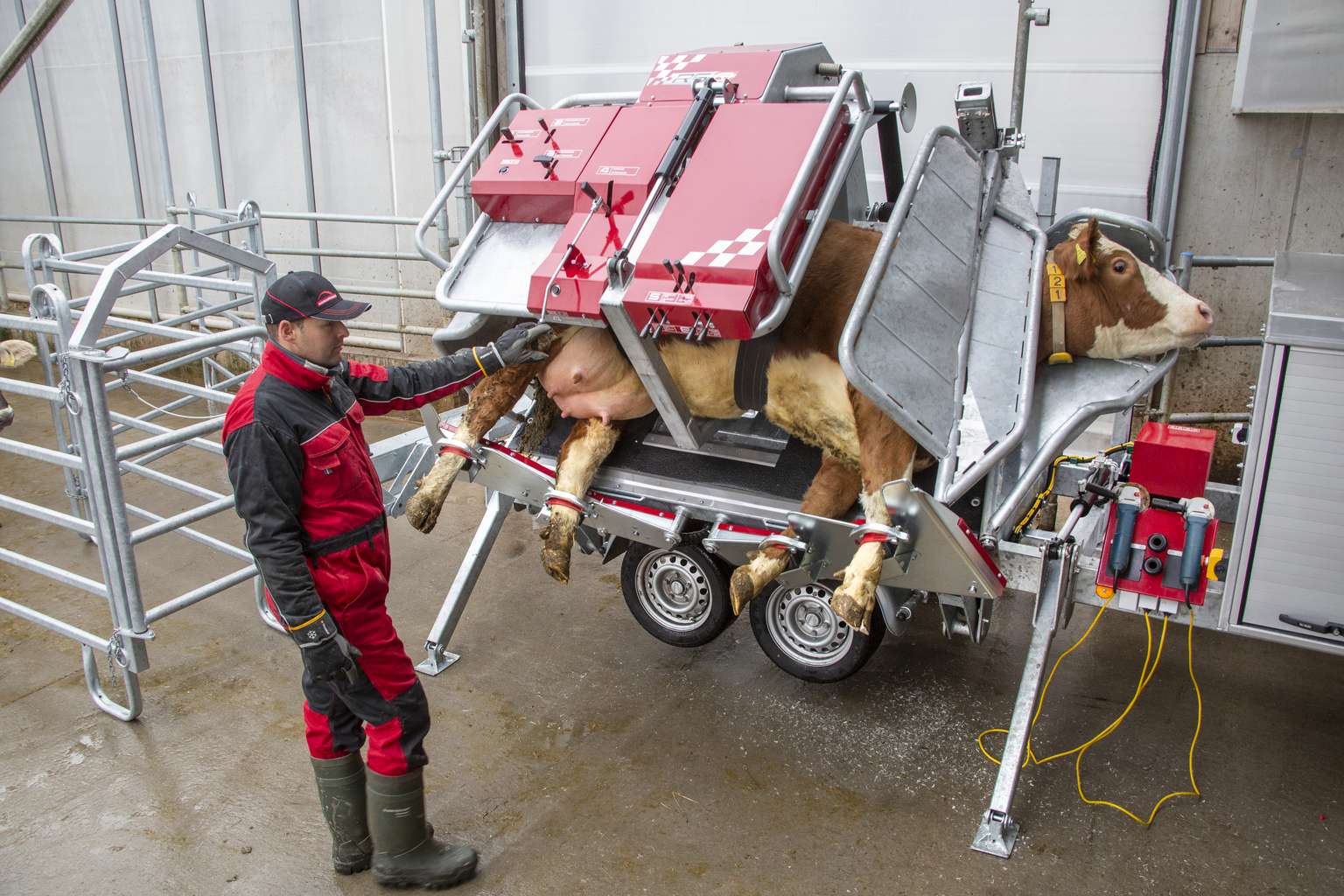 A person in red overalls operates a machine that holds a cow for hoof trimming, standing in a barn or facility setting.