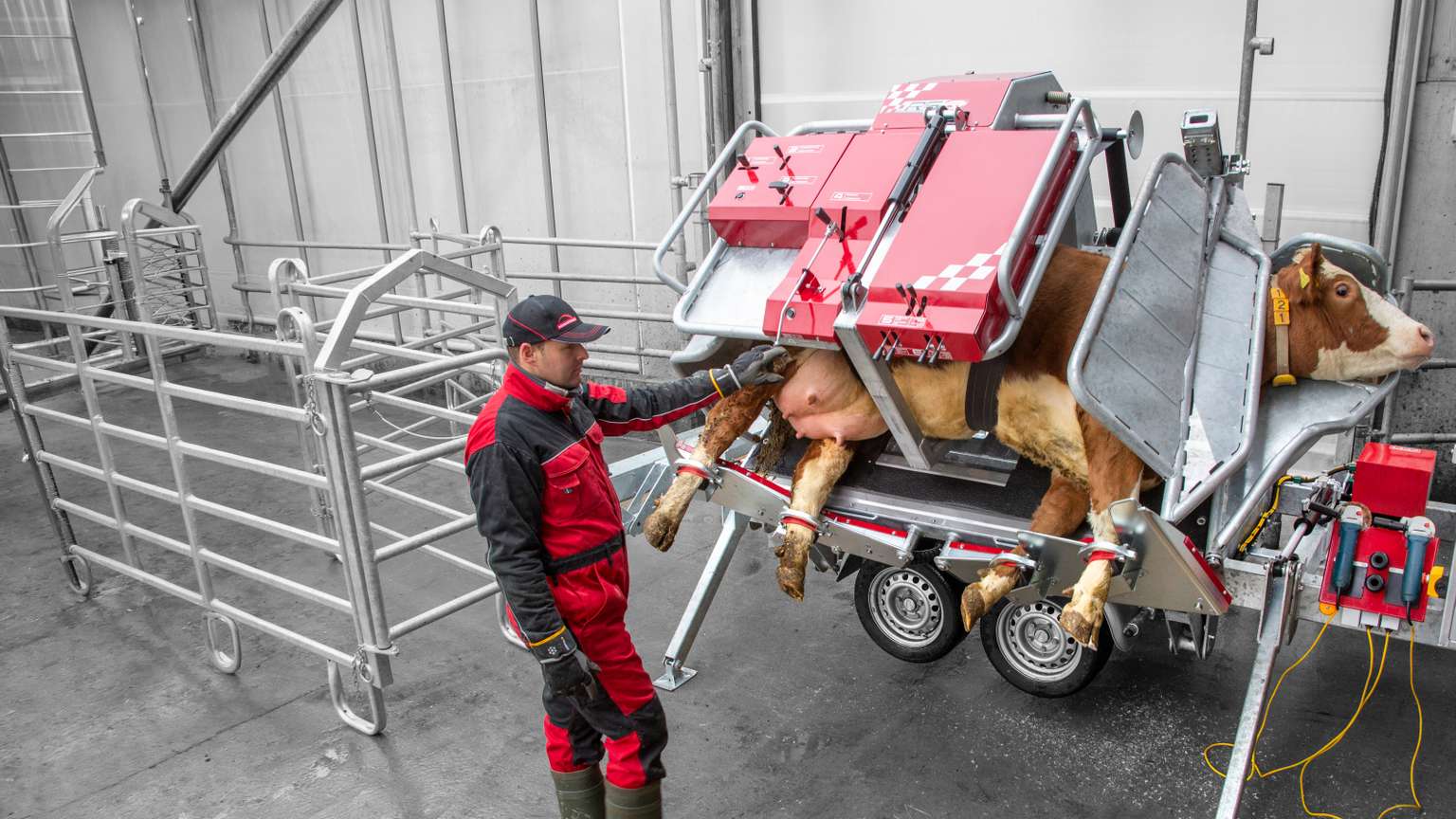 A person in red overalls operates a mechanical device to trim a cow's hooves in a cattle handling facility.
