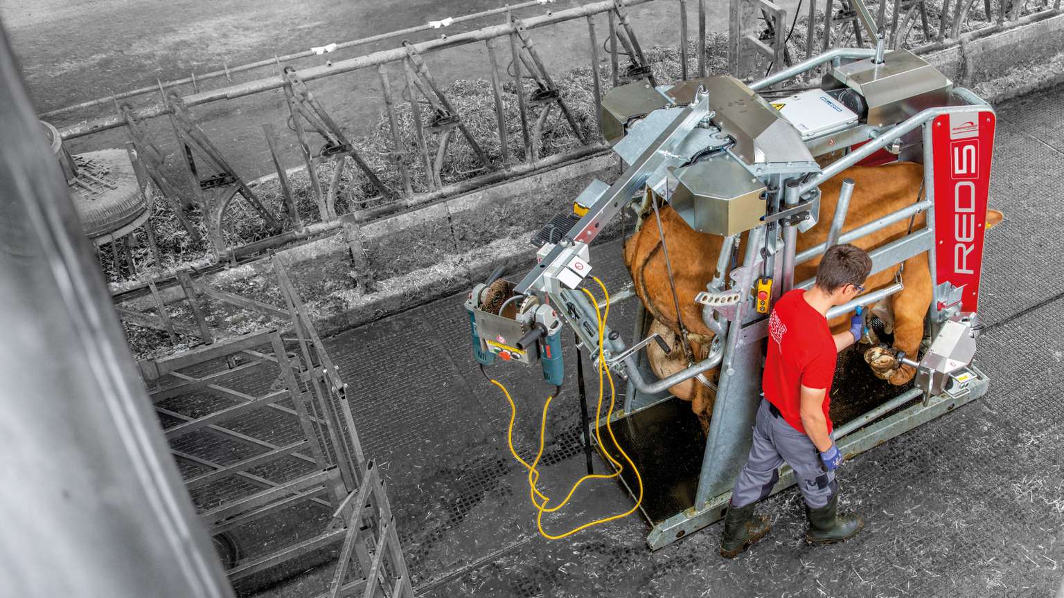 A man operates a cattle grooming device, holding a cow restrained in a metal structure, within a barn-like setting.