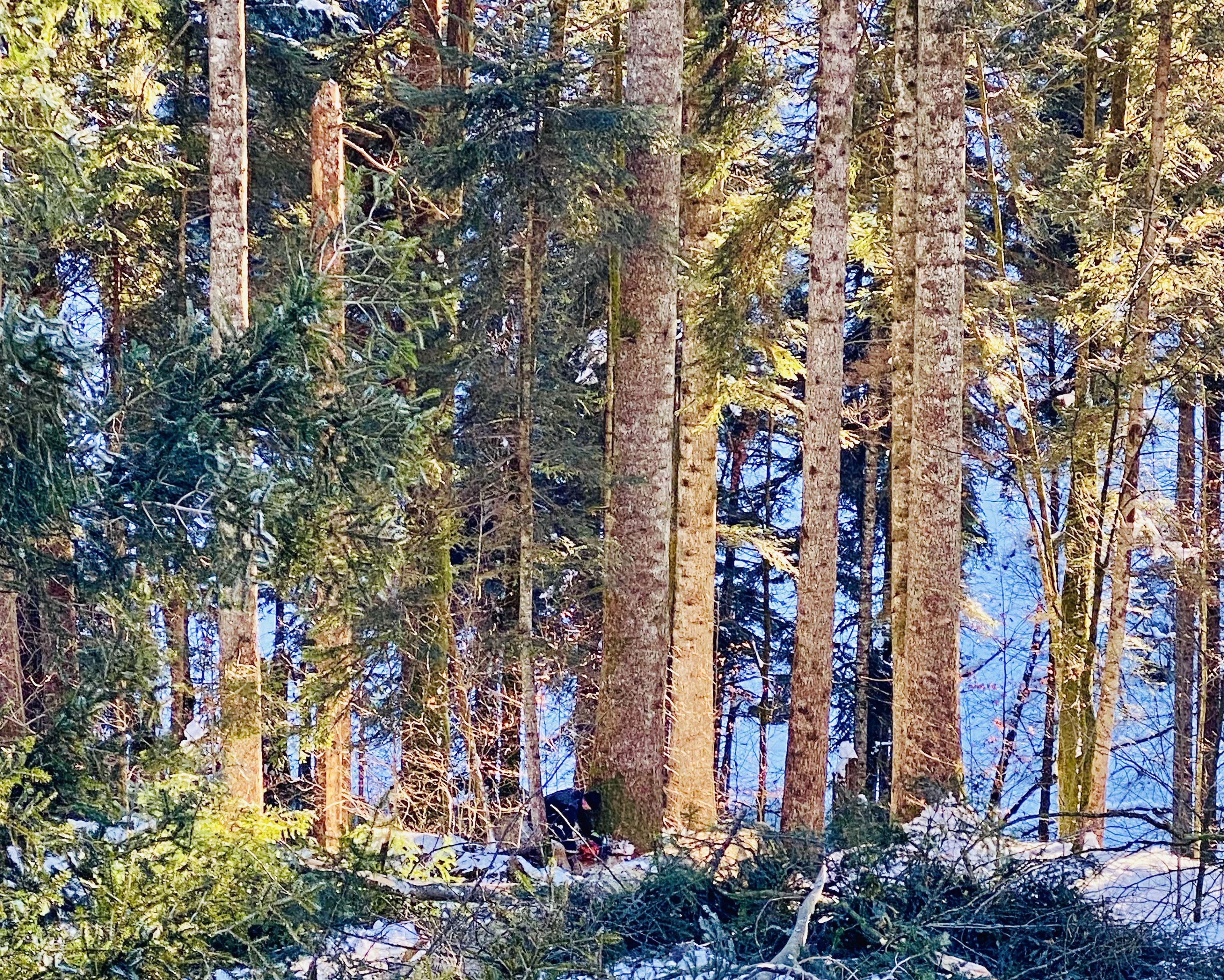 Sunlit forest with tall trees, green foliage, and scattered snow, casting long shadows on the ground.