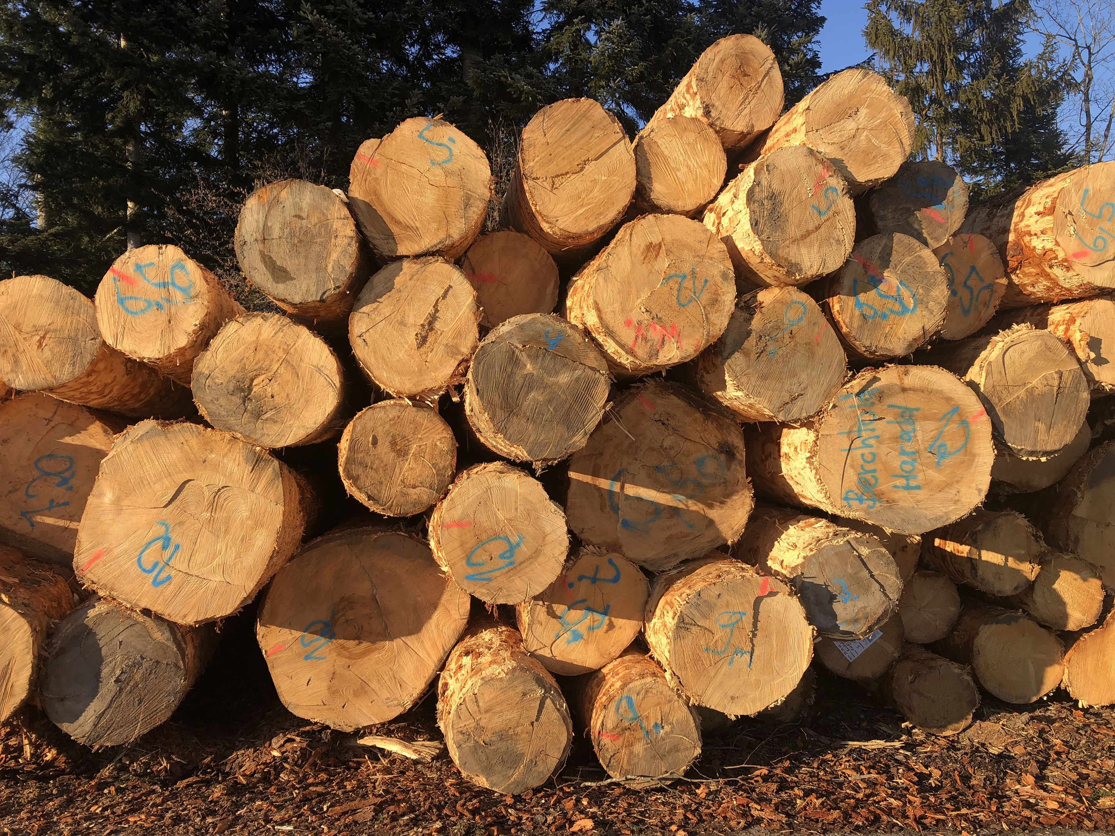 Stapel geschnittener Baumstämme mit sichtbaren Markierungen, umgeben von Bäumen und Sonnenlicht, das Schatten auf den Boden wirft.