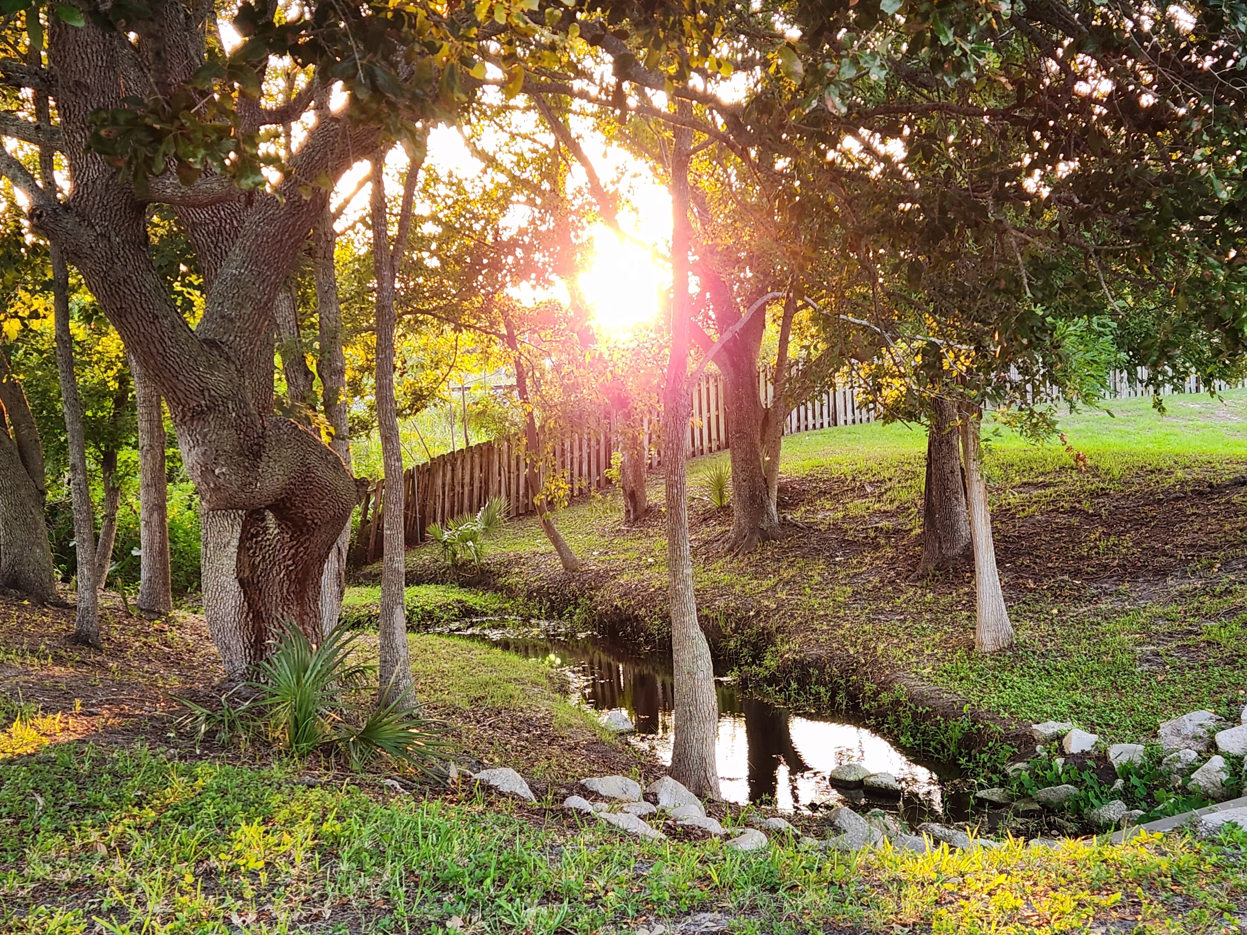 Creek and trees in the common area