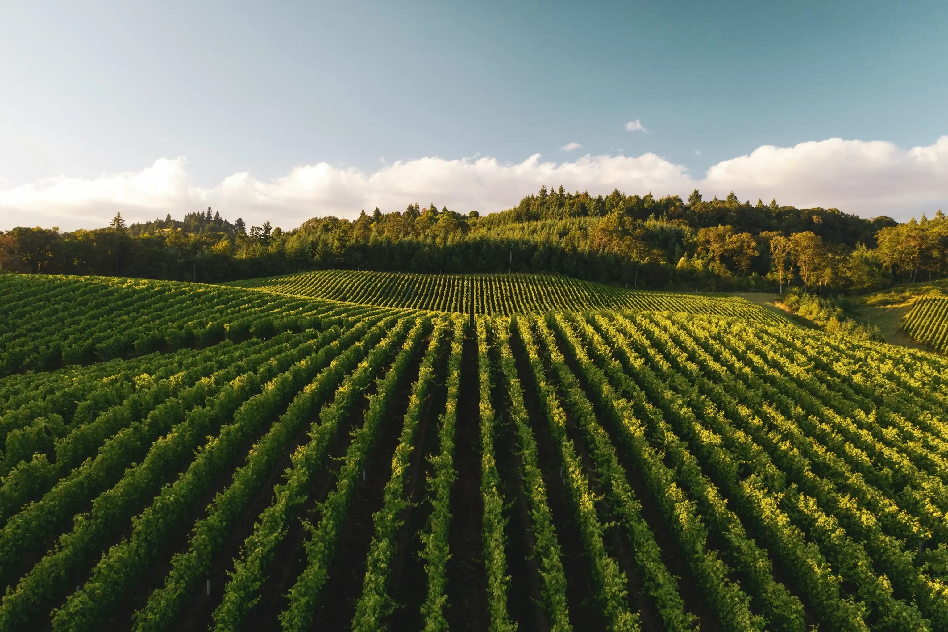 Vue aérienne d'un vignoble luxuriant, avec ses rangées de vignes bien alignées sous un ciel dégagé, bordé d'arbres touffus.