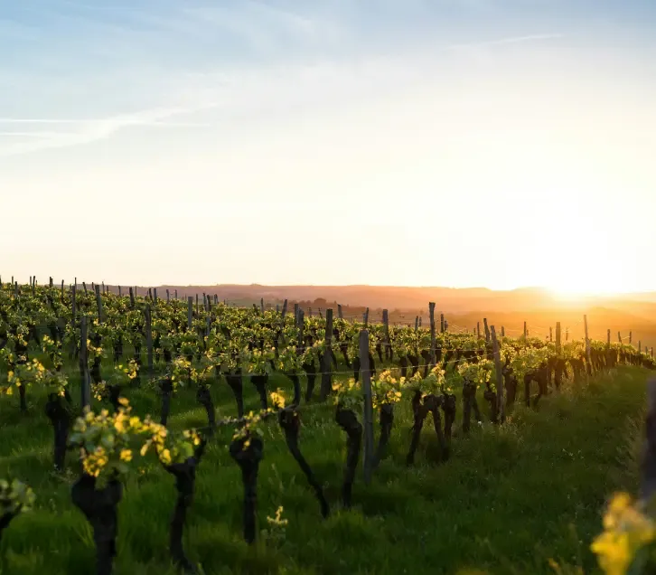 coucher de soleil sur des vignes à nantes