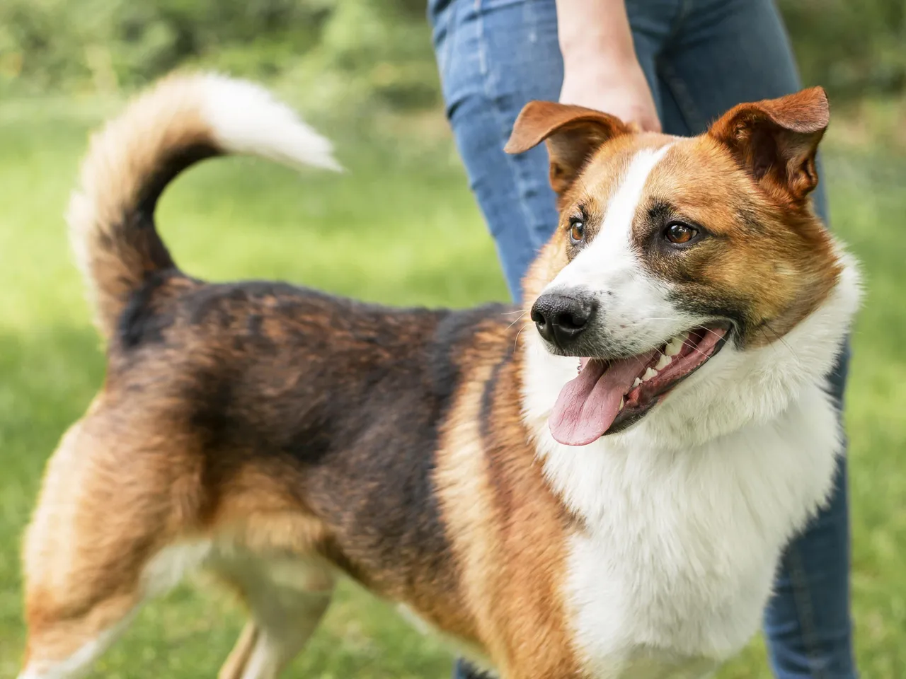 Svenska Kennelklubben