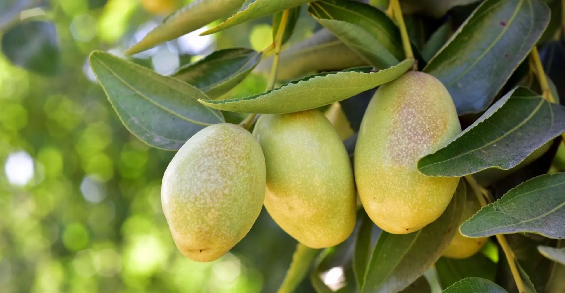 Three unripe, speckled green Jojoba Fruit hang from a branch amid narrow, glossy leaves.