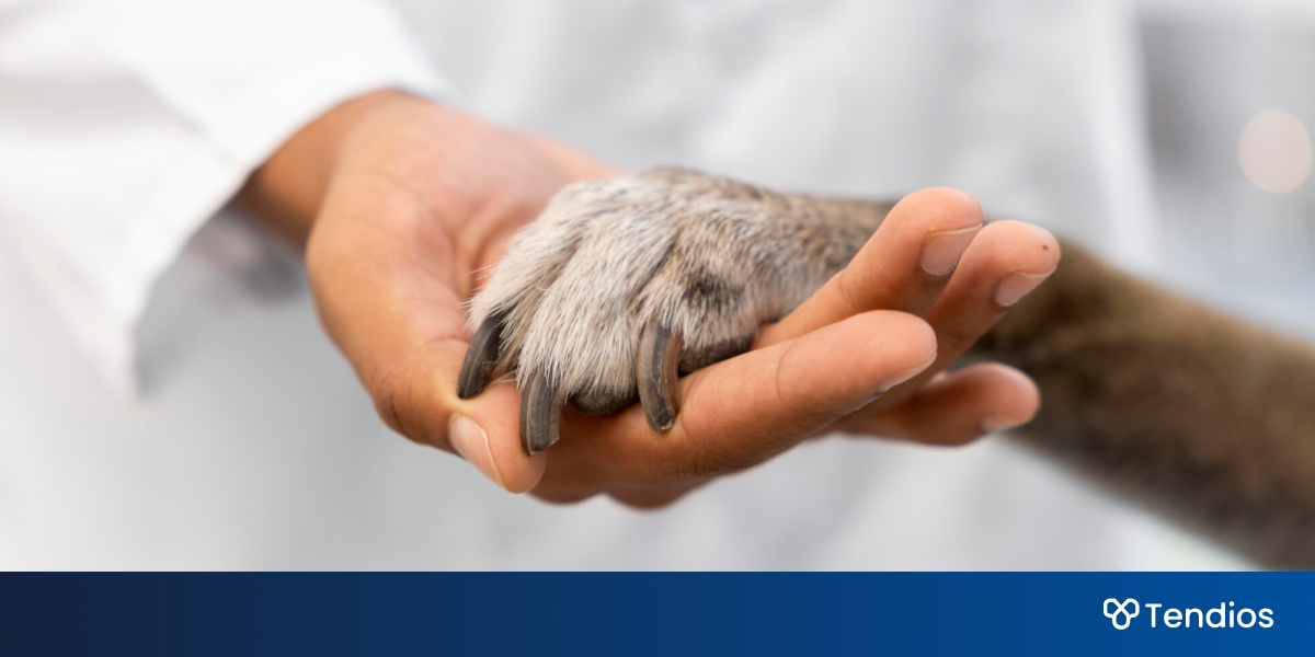 Bienestar animal en contratación pública: guía LCSP