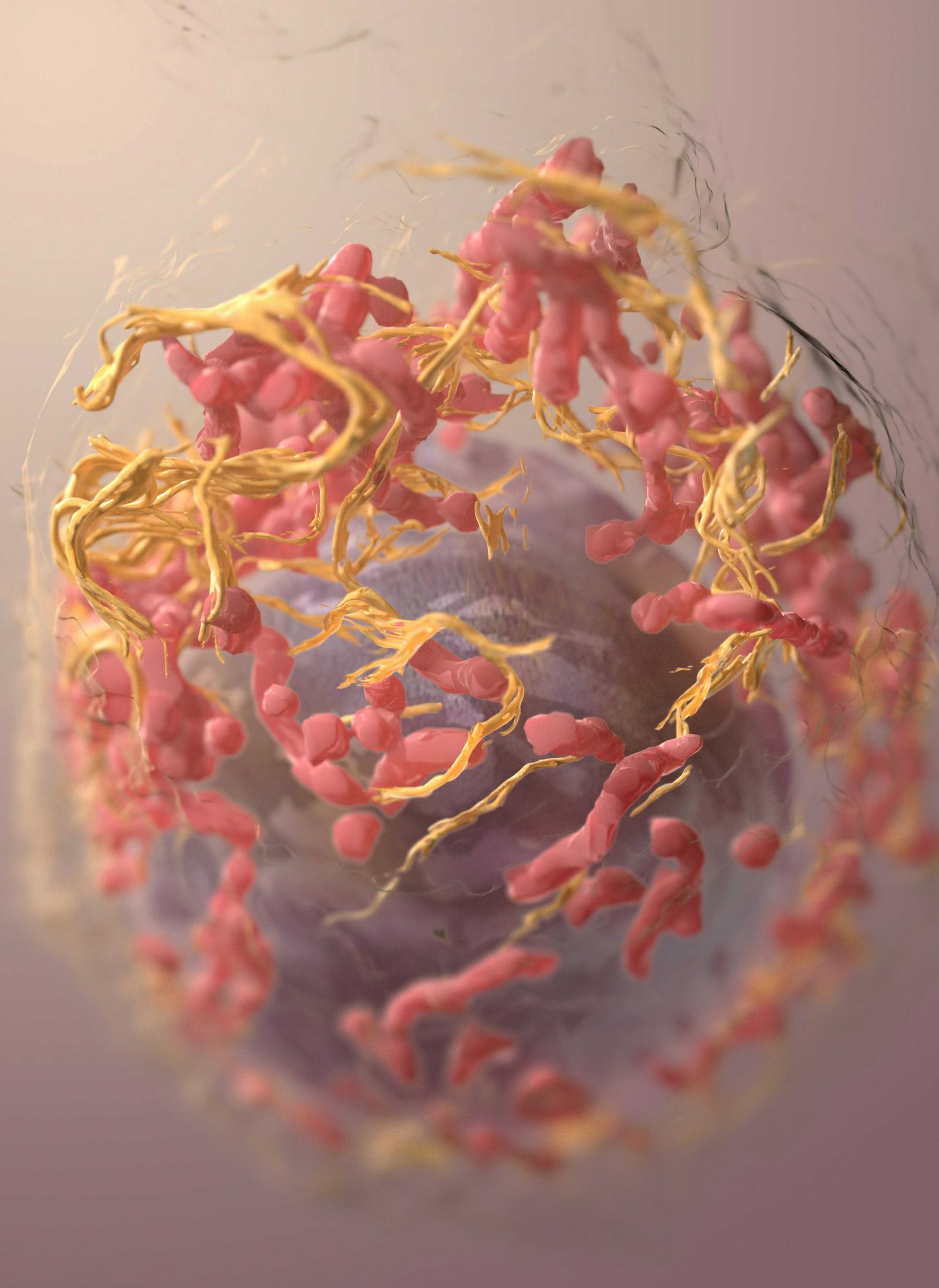 Immune cells under a microscope