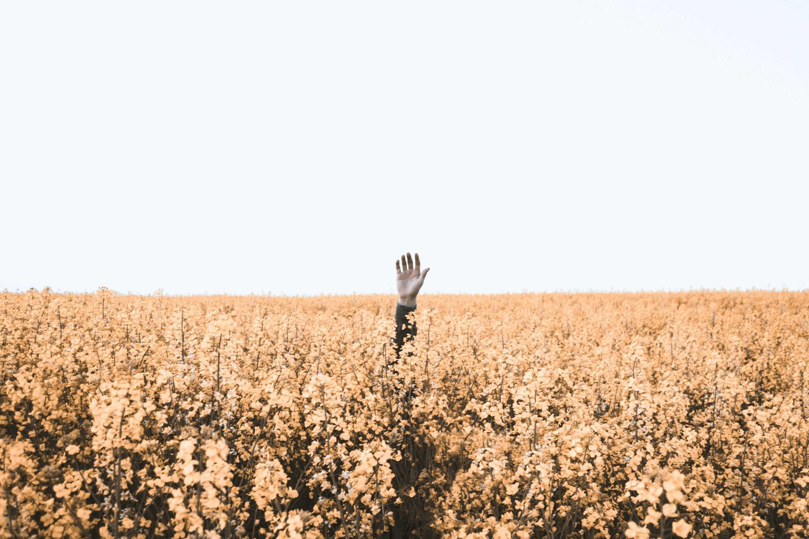 A raised hand above a blooming field