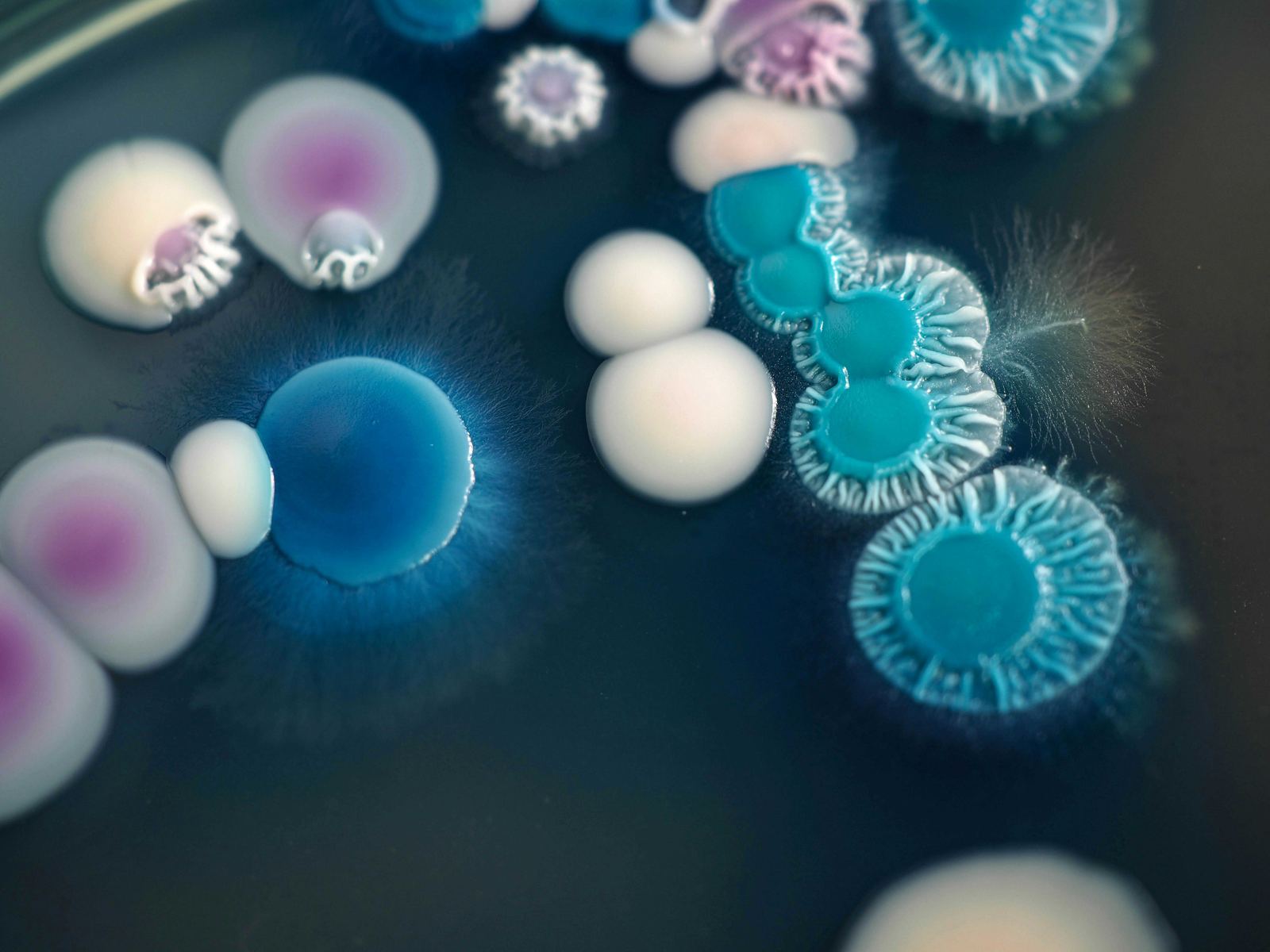 Illustration of microorganisms under a microscope