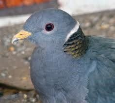 Cерый голубиный Cерый голубиный