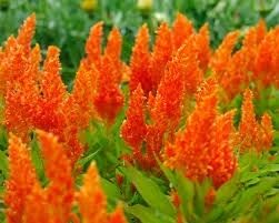 Оранжевая целлозия Оранжевая целлозия