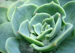 Болиголов зеленый Болиголов зеленый