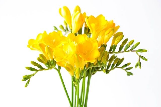 Фрезия. Интенсивный ярко-желтый. Фрезия. Интенсивный ярко-желтый.