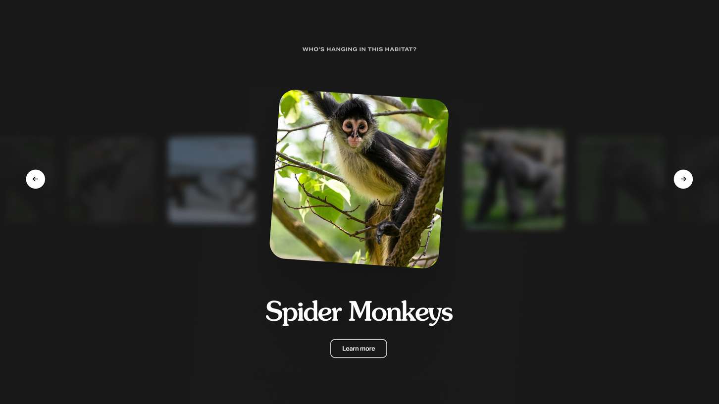 Minimalist digital gallery slider interface design showing an animal feature layout with navigation arrows, bold serif typography, and a centered active image card.
