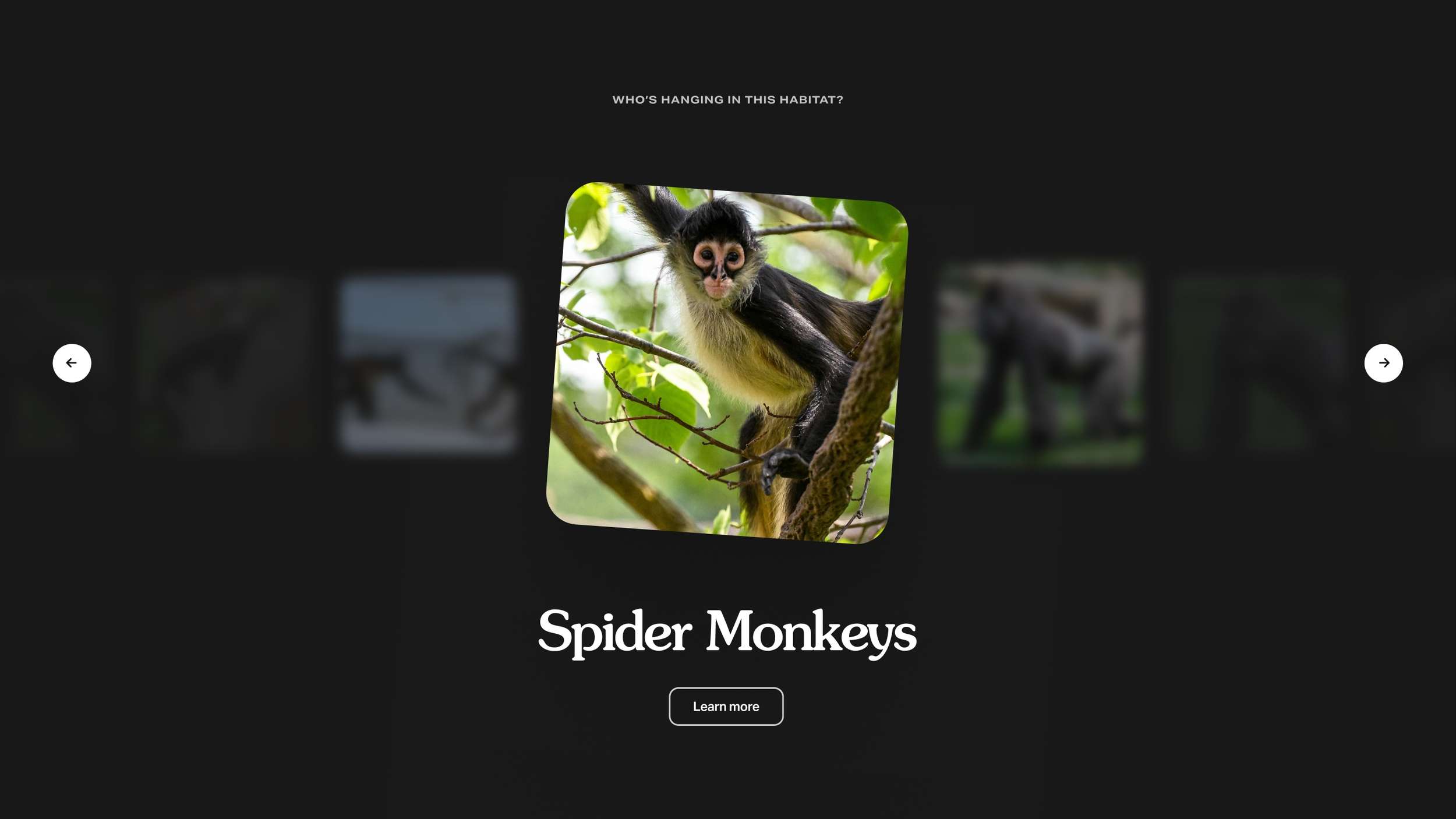 Minimalist digital gallery slider interface design showing an animal feature layout with navigation arrows, bold serif typography, and a centered active image card.