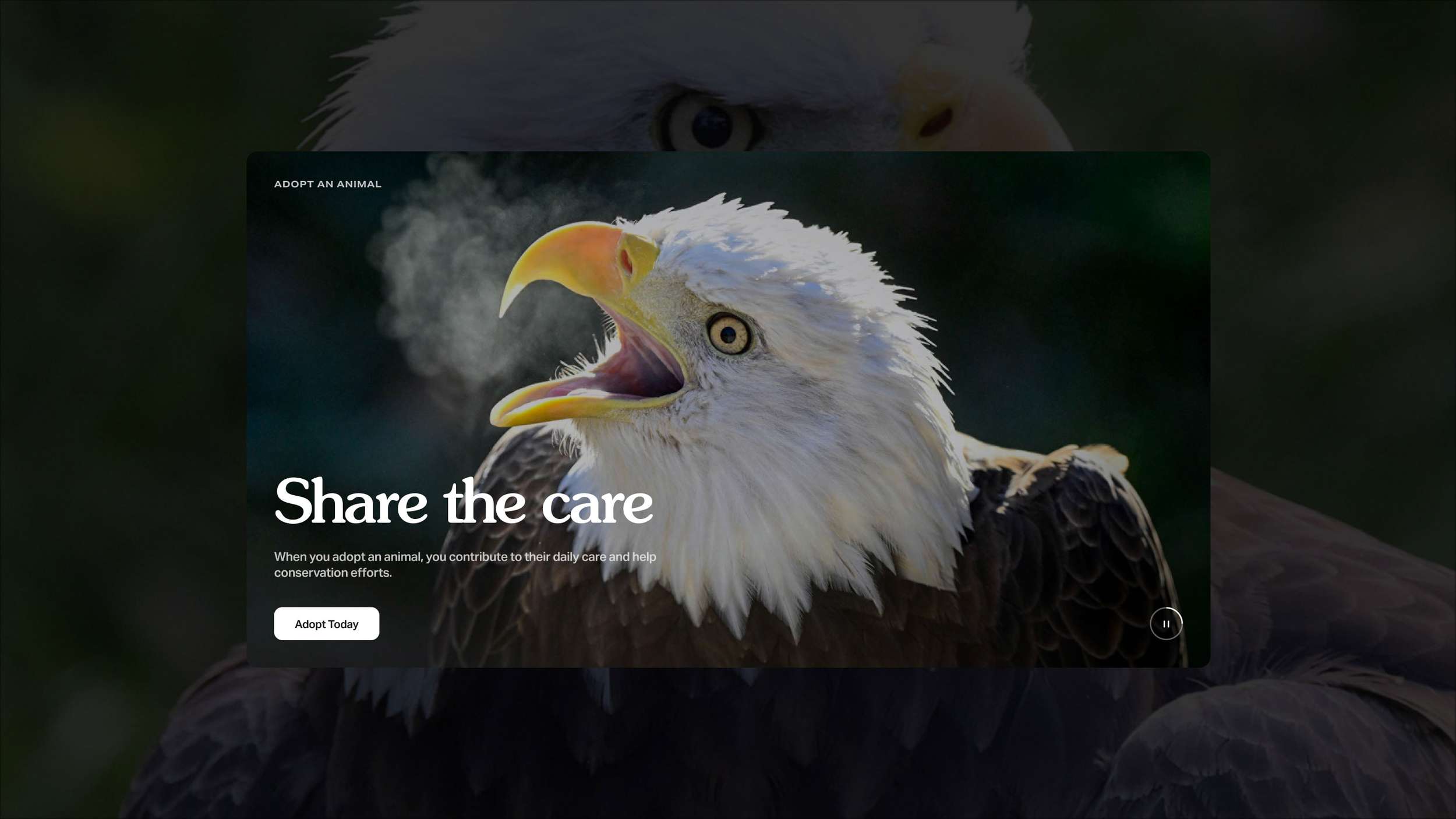 A high-impact desktop website header graphic or video layout featuring full-bleed wildlife photography overlaid with minimalist left-aligned hero text and action buttons.