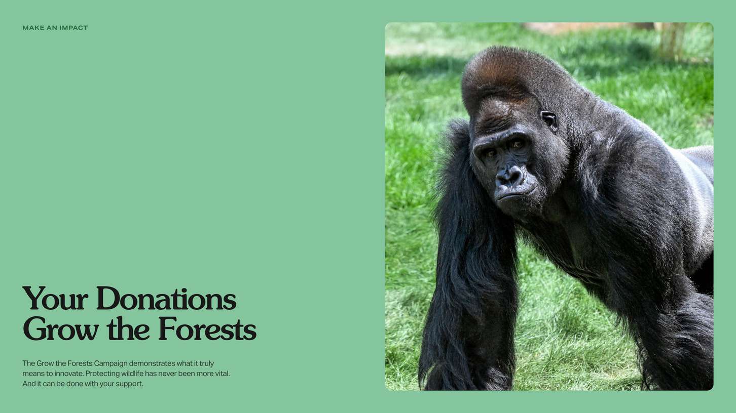 Graphic design mockup of a split-screen donation campaign web layout, highlighting bold editorial headings and a high-impact wildlife portrait.