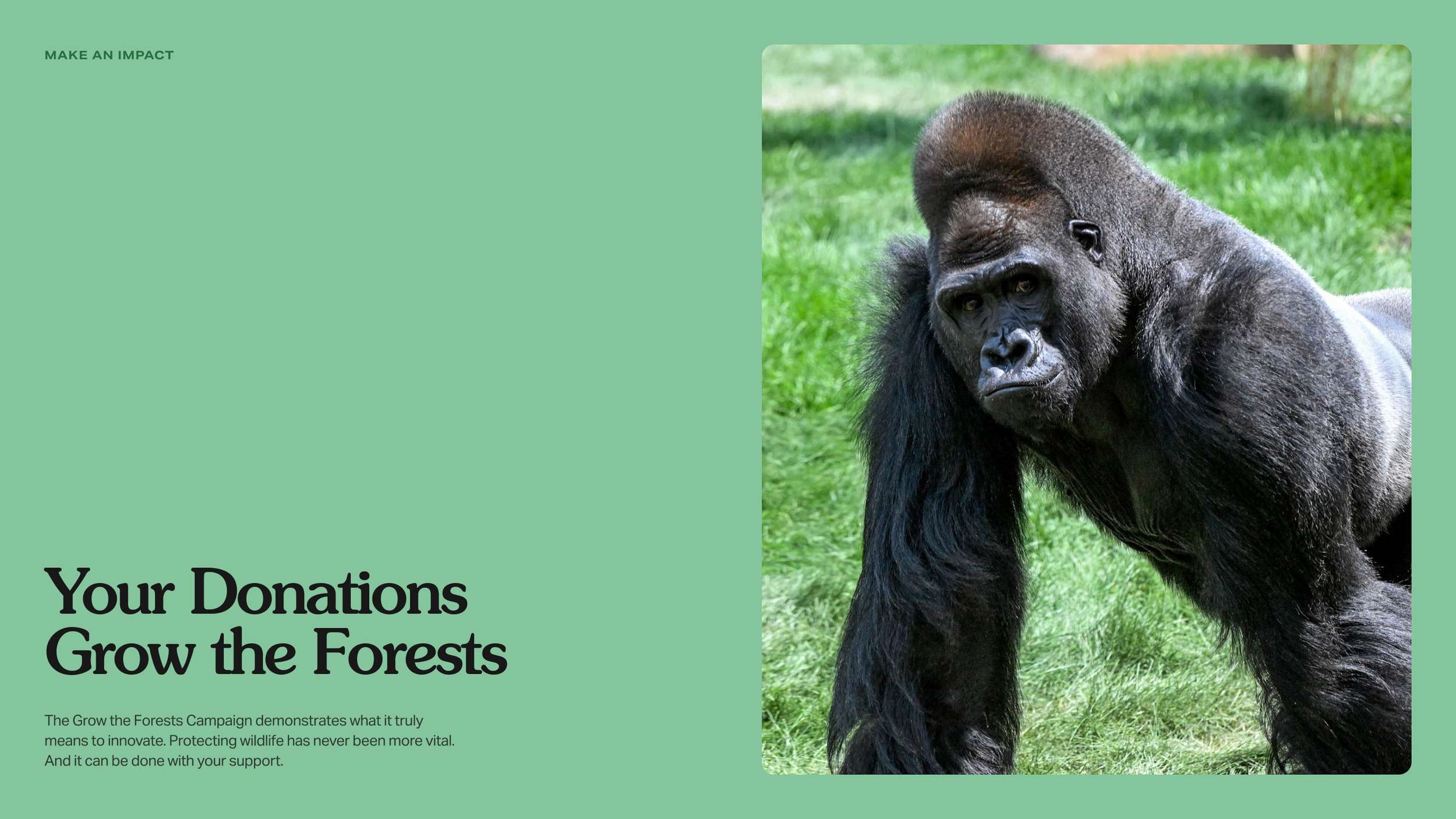 Graphic design mockup of a split-screen donation campaign web layout, highlighting bold editorial headings and a high-impact wildlife portrait.