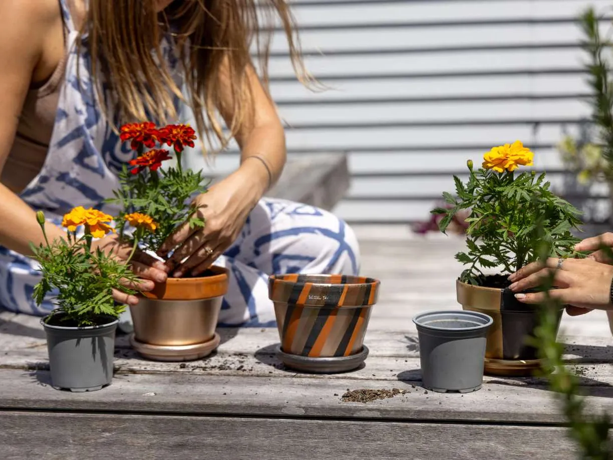 Two people planting orange and yellow flowers into decorative pots on a wooden surface, with a striped background wall.