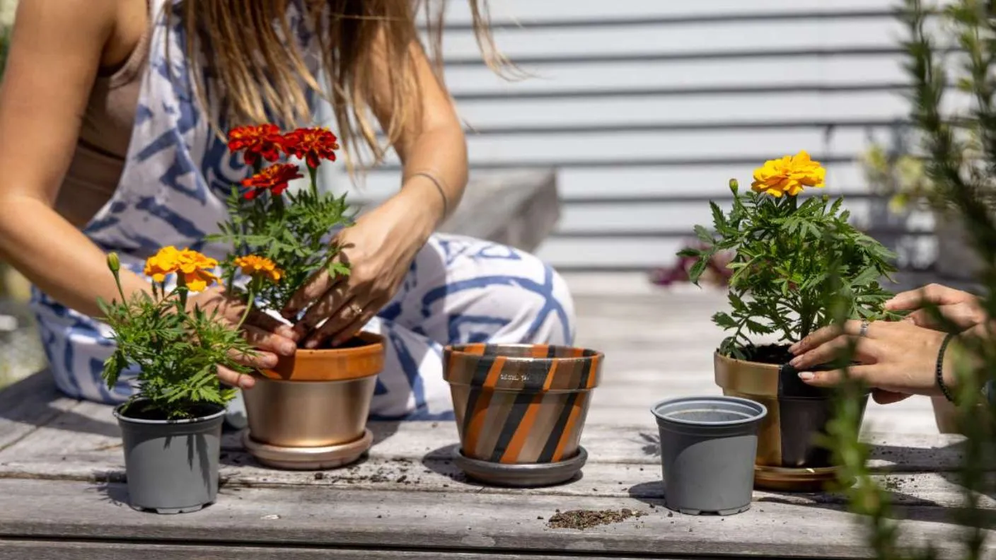 A person plants marigolds into DIY pot plants customised with White Knight Squirts, including gold and striped terracotta designs arranged on a timber deck