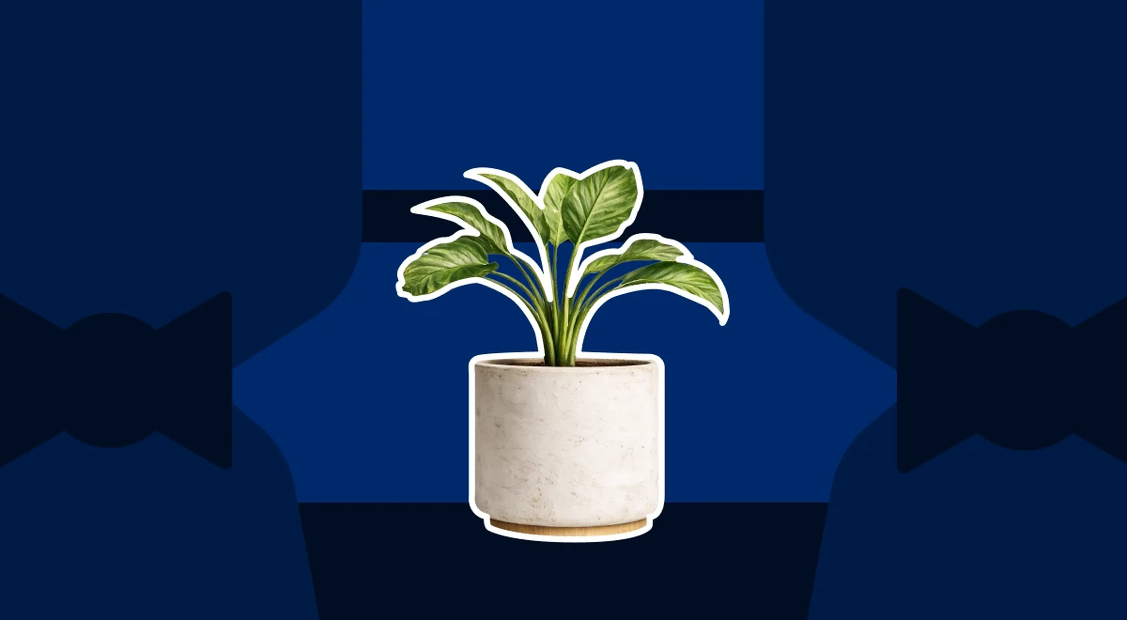Green tropical plant in a white ceramic pot centered on a dark navy blue abstract background symbolizing personal growth and self-improvement