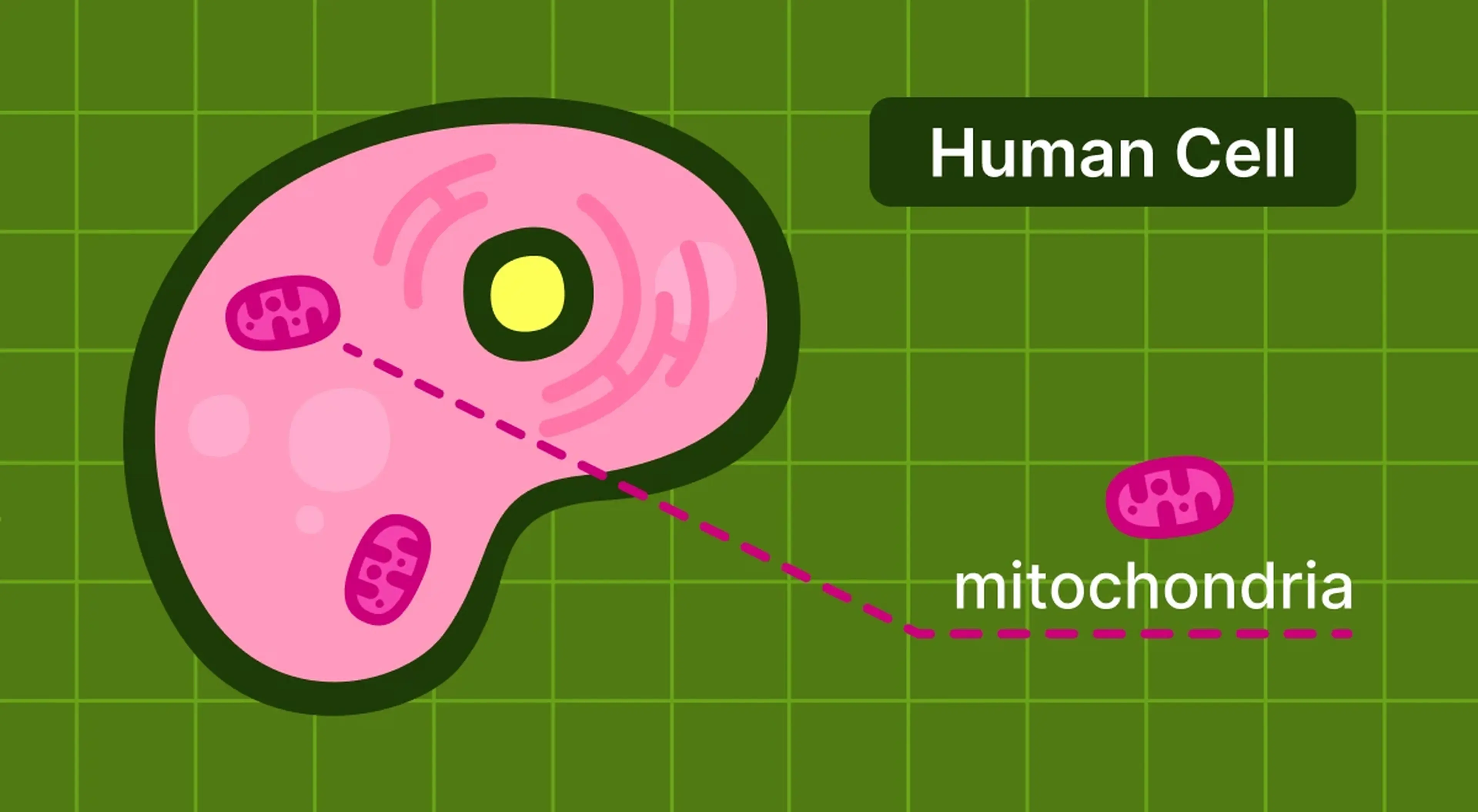 Illustrated diagram of a pink human cell on a green grid background with labeled mitochondria shown as small pink oval organelles connected by a dashed line