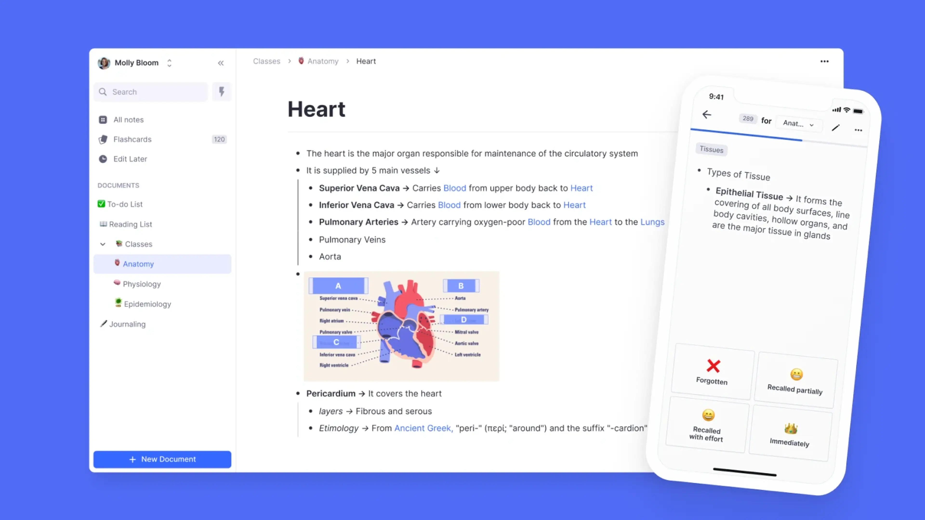 RemNote app on desktop and iPhone showing anatomy study notes about the heart with a diagram and tissue flashcard quiz on blue background