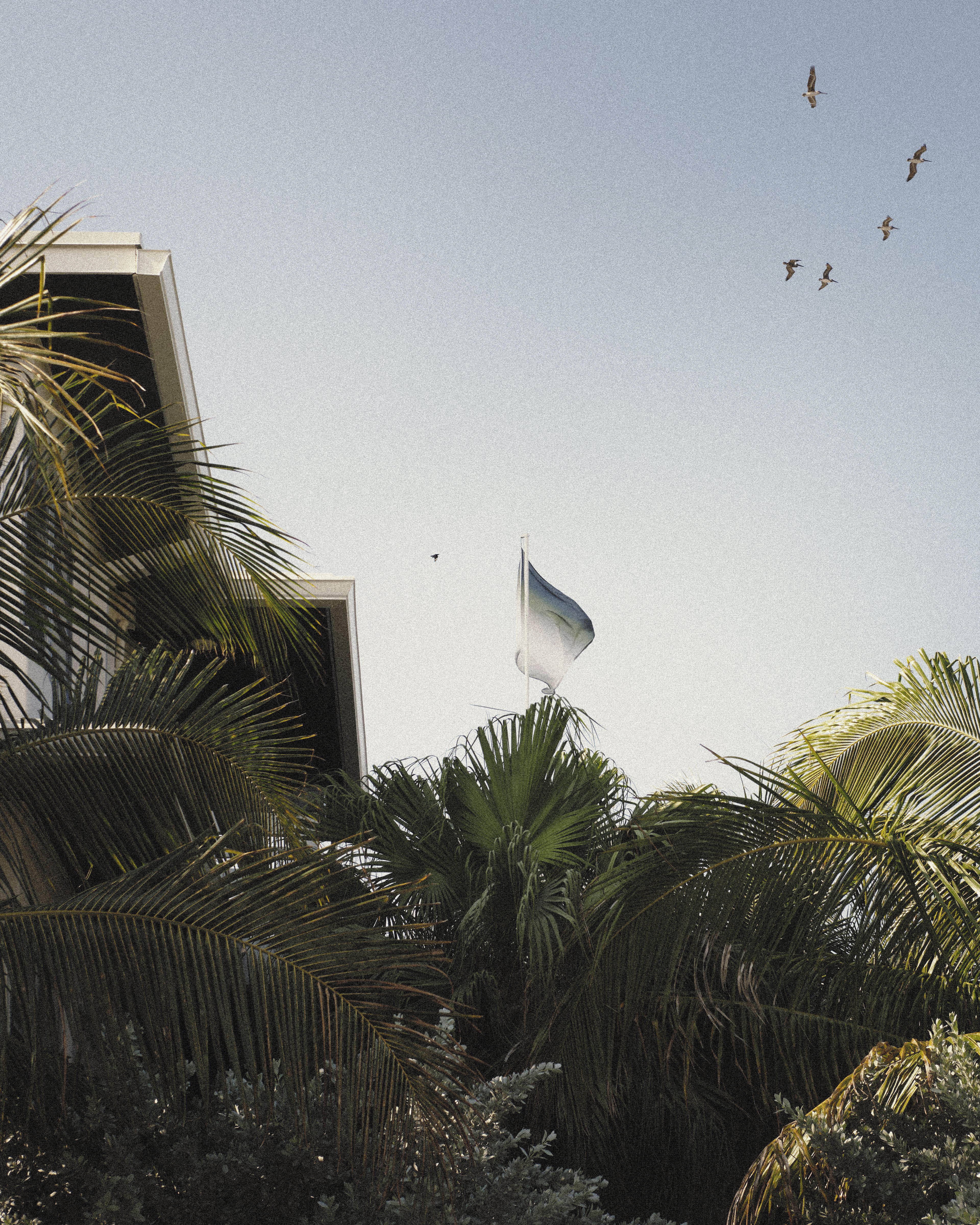 Low-angle view of the Perroquet Hotels building rooftop and a white flag against a pale sky, framed by palm fronds with birds flying overhead.