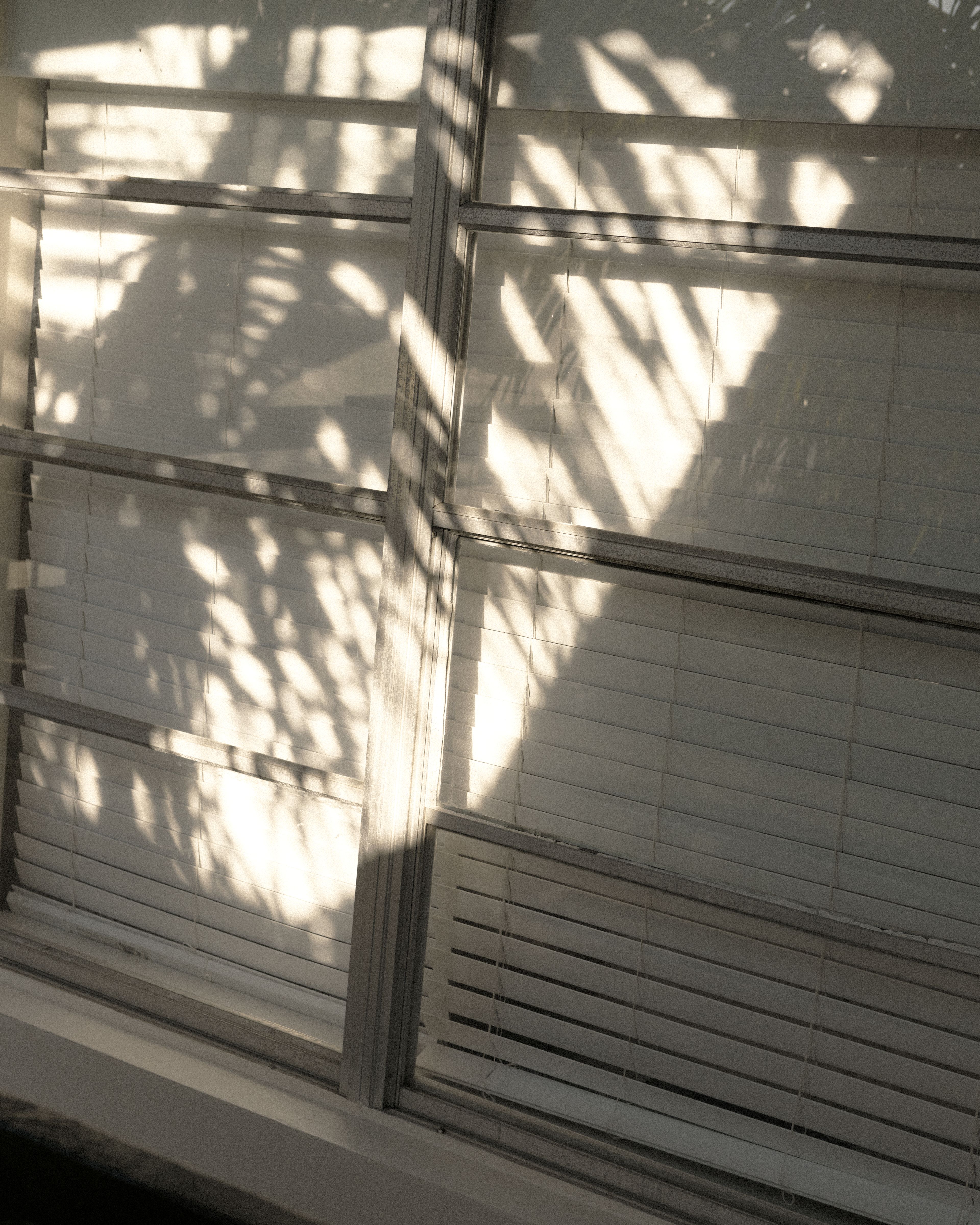 Sunlight filters through window blinds, casting tropical palm shadows across a guest room window at Perroquet Hotel.