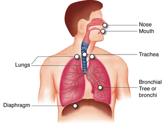 Diagram of the human respiratory system showing nose, mouth, trachea, lungs, bronchial tree, and diaphragm with labels.