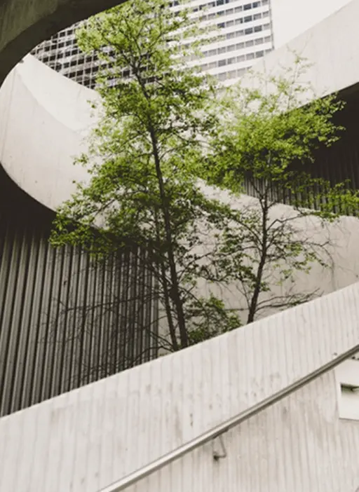 Small tree between stairs